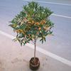 Un retoño de osmanthus, grandes flores de osmanthus de cuatro estaciones, elixir dorado del alto poste nativo del patio de agosto, pabellón Tianxiang Shen