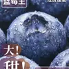 Arándanos de Yunnan Fruta Fresca Fruta Premium de Temporada de las Altas Montañas L25 con Aroma Floral para Mujeres Embarazadas, Caja Completa con Envío Gratis