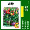 Semillas de Verduras para Todas las Estaciones, Adecuadas para Cultivo en Macetas en Balcones y Jardines, Incluyendo Pimientos, Melones Dulces, Pepinos y Semillas de Otoño Fáciles de Cultivar, Como Cebollas Pequeñas Aromáticas