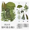 Planta Folha Verde Espécime Folhas Flores Secas Jardim de Infância Material Artesanal Adesivo Folhas Reais DIY Cola de Gota Moldura de Foto Embossado