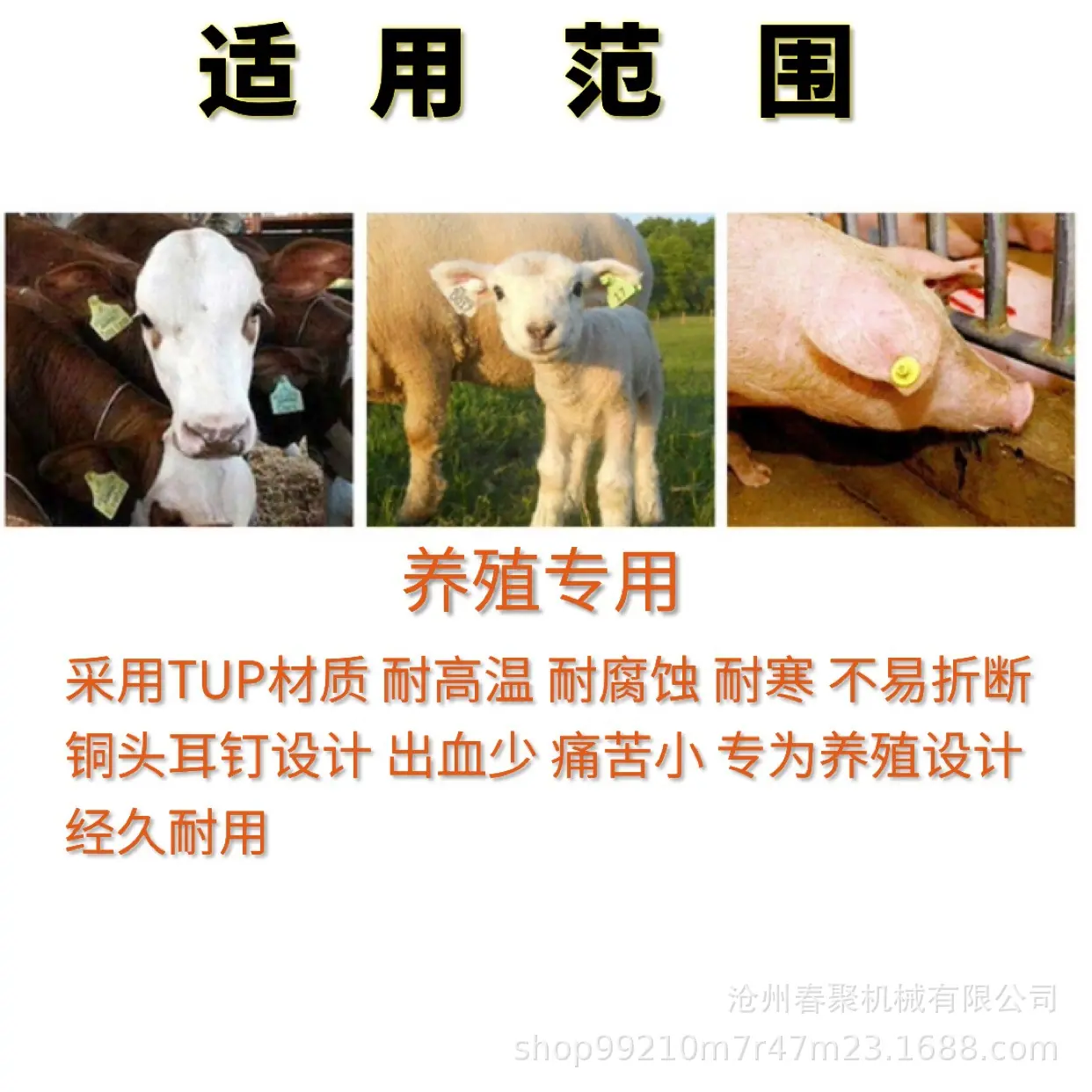 猪用耳标详情.jpg