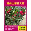 Camelia Xiangfei en maceta con brotes, flor roja de cinco colores, fácil de cultivar en interiores, florece en cualquier estación.
