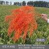 Serie naranja flor colección de flores para boda caramelo otoño naranja arreglo floral para salón de bodas flor de plástico decorativa