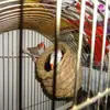 Nido de pájaro, jaula de pájaro, nido de hierba, agapornis, periquitos, pájaros de diez hermanas, nido de cría colorido, a prueba de escapes