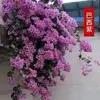 Planta en maceta de Buganvilia con maceta, multicolor, cepa vieja de cuatro estaciones, variedad nueva, flor grande de pétalo doble, planta verde, planta trepadora