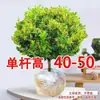 Planta de Gardenia Milanese en Maceta Grande, Fácil de Cuidar, Planta de Jardín Fragante, Planta Verde con Fragancia Fuerte, Florece con Capullos de Flor