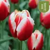 Semillas de bulbos de tulipán, bulbos holandeses de pétalo simple de 5 grados, flores de interior en maceta, florecen todo el año, fáciles de cuidar, aptos para cultivo hidropónico, venta al por mayor