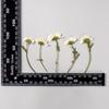 Flor de Crisantemo Seca Flor Prensada con Rama Lateral Espécimen de Planta Prensada Funda para Teléfono de Epoxi Marcapáginas Lámpara de Escritorio Kit de Materiales DIY Hecho a Mano