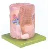 Modelo de Ultraestrutura Muscular Esquelética, Material de PVC, Modelo de Anatomia do Esqueleto Humano
