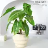 Lujo Ligero Estilo Escandinavo Planta Potos Simulada Bonsái Flores Artificiales Adornos Hoja de Tortuga Maceta Mesa Decoraciones de Flores Falsas