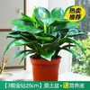 12 Plantas en Maceta Doradas de Hoja Grande, Canastas de Rábanos Verdes, Plantas en Maceta Hidropónicas Green Princess para Interiores Fáciles de Cultivar, Florales Fáciles de Cultivar en Todas las Estaciones