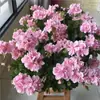 Plántulas de Geranio de Flor Doble en Maceta, Flores Grandes, Flores y Plantas Verdes Fáciles de Cuidar, Florece Todo el Año, Plántulas de Hortensia para Balcones Interiores