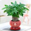 Árbol del Dinero Plantas en Maceta Interior Sala de Estar Plantas Verdes Bonsái Pequeño Perenne Oficina Fácil de Cultivar Pequeñas Flores en Maceta