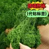 Grama Artificial Musgo Gramado Plantas Verdes Paisagismo Bonsai Pavimentação Musgo Falso Filamentoso Simulação Plantas de Musgo Artificial