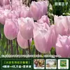 Resistencia al FríoTulipán Holandés Hidropónico Planta de Floración Cuatro Estaciones Planta Verde Flores en Maceta para Sala de Estar Apto para Principiantes