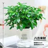 Árbol del Dinero Verde en Maceta para Interiores para Atraer Riqueza, Bonsái para Sala de Estar, Planta Hidropónica Fácil de Cuidar