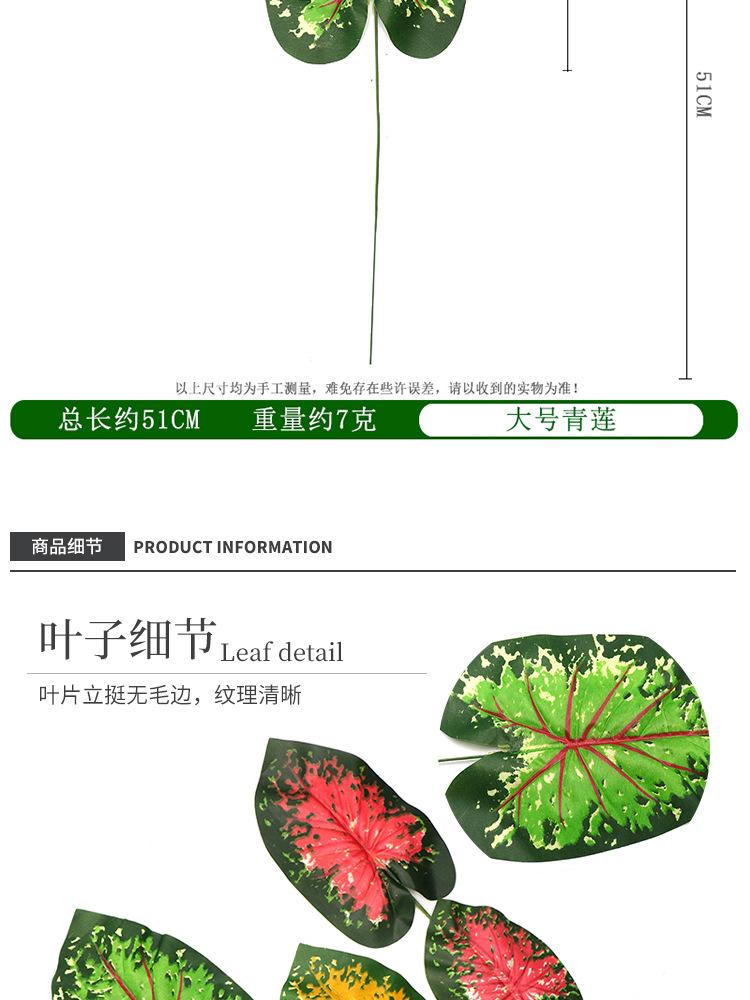 红莲单支_07.jpg