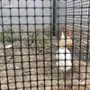 Rede de Cerca Plástica para Fazenda Rede de Bloqueio para Galinhas Patos ao Ar Livre Rede Anti-Vazamento de Esterco Cerca de Isolamento para Pomar Horta Rede para Cerca de Milho Tanque de Peixes