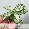 Malla Césped Musgo Micro-Paisaje Botella DIY Paisajismo Acuático y Terrestre Selva Tropical Tanque Frontal Creativo Hojas de Colores Mini Plantas Pequeñas
