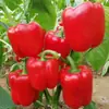 Mudas de Frutas e Legumes: Berinjela, Mudas de Tomate em Vaso, Mudas de Tomate Cereja, Mudas de Tomate, Mudas de Pimenta, Mudas de Vegetais Roxos