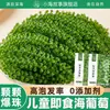 Uvas de Mar para Niños Listas para Comer Uvas de Mar Saladas Tienda Oficial Principal Alimento Fresco de Moda Ingrediente Alimenticio