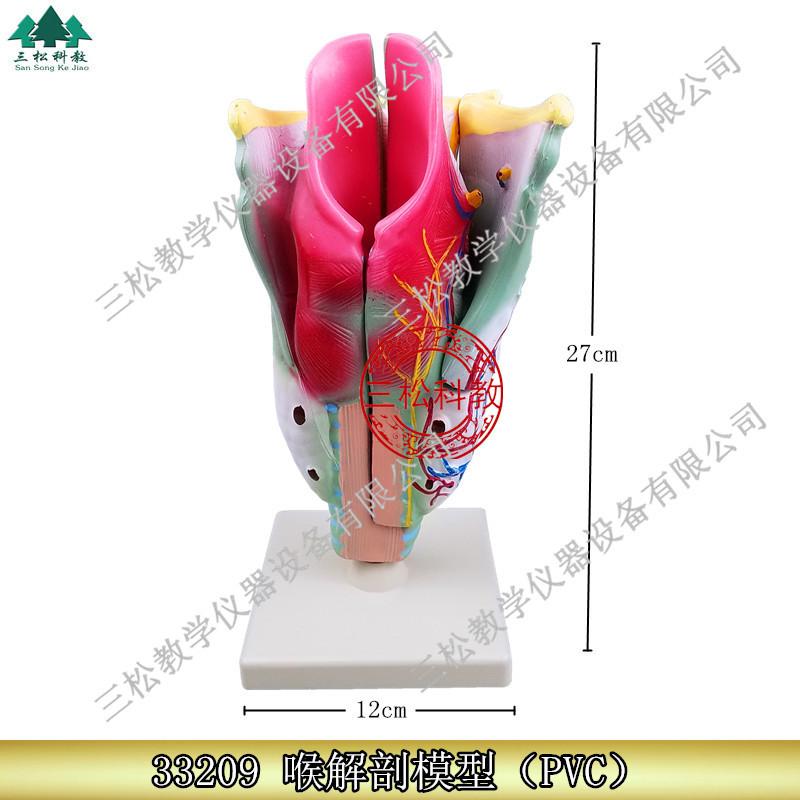 PVC喉解剖模型主图_副本.jpg