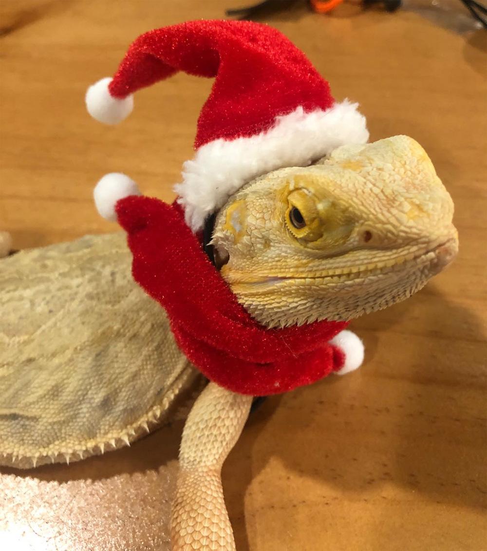 lizard Xmas5