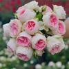 Balcón de Jugo Planta en Maceta Rosa con Capullos Florece Todo el Año Flor de Rosa Rosales Fáciles de Cultivar con Aroma Frutal