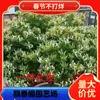 Dropshipping de plántulas de madreselva, flores trepadoras, enredaderas trepadoras, plantones de madreselva, plantas perennes doradas que no pierden hojas en todas las estaciones.