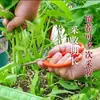 Mudas autênticas de couve de três pontas ocas em bandejas de torrão, frescas, adequadas para plantio em vasos em todas as estações, com raízes, para plantio em varanda e jardim, mudas de alto rendimento
