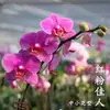 Planta de Phalaenopsis en Maceta con Vara Floral y Capullo Floral Flor Otoño e Invierno Orquídea para Sala de Estar Plántula Grande Planta de Interior Fácil de Mantener en Todas las Estaciones