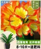 Plantas suculentas fáciles de cuidar durante todo el año, Plantas de Clivia en maceta, plantas maduras con capullos, plantas de interior verdes, plantas de monje de cabeza redonda, varios tamaños