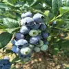 Mudas de Mirtilo F6 Esmeralda, Frutificação Dupla Temporada, Adequadas para Plantio em Regiões do Norte e do Sul, Mudas de Árvore Frutífera em Vasos Originais e Terra, Enviadas com Flores