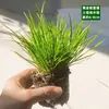 Materiales DIY para Micro-Paisajismo con Musgo, Planta Individual de Hierba de Malla, Plantas Verdes Frescas para Acuapaisajismo, Helechos para Paisajismo de Tanques Aqua-Terrestres