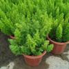 Espárragos de cola de zorro, plantas perennes en maceta para todas las estaciones, ideales para balcones y patios, resistentes al frío y al calor.