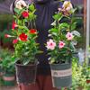 Plántulas de flores de vid fragante de mil millas, vid de doble felicidad, flores florecientes de cuatro estaciones, vid trepadora, planta verde en maceta para balcón interior con flores