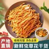 Venta al por mayor de Flores de Cordyceps Secas, Producto Nuevo Genuino de Cordyceps Militaris, Cordyceps Dorado Entero, Ingredientes Comerciales para Hacer Sopa, Venta Directa desde el Lugar de Origen