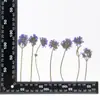 Flores Secas em Relevo, Espécimes Botânicos em Relevo para Ensino, Marcadores de Página Artesanais DIY, Colar Flores Secas, Capas de Celular, Aromaterapia com Cola