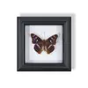Marco de Fotos de Espécimen de Mariposa Pintura Decorativa de Madera Adorno Retro Europeo Soporte de Exhibición Muebles DIY Regalo de Cumpleaños Regalo