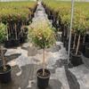 Planta pequena de hibisco pirulito em vaso que floresce em todas as estações, varanda interna e pátio, fácil de cultivar e floresce continuamente