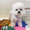 Ropa para Mascotas para Perros y Gatos, Camisa Rayada Azul Elegante con Botones para Primavera y Verano, Ropa de Dos Patas Nueva para Primavera y Verano para Malteses