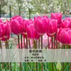 Bulbos de Tulipa para Venda no Atacado, Variedade de Pétala Simples, 1 Bulbo por Pacote, Bulbos de 5 Graus, Plantas de Flores de Interior em Vasos, Floresce o Ano Todo, Fácil de Cuidar