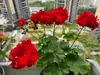 Plántulas de Geranio en Maceta para Dropshipping, Plántulas de Flor de Geranio de Doble Pétalo, Plantas Verdes Ojos de Ángel para Patio y Balcón