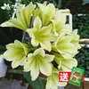 Planta Clívia Premium em Vaso com Botões de Flor, Planta de Interior Fácil de Cuidar, Mudas de Orquídea para Quatro Estações, Dez Flores Mais Valiosas para a Sala de Estar