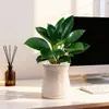 Maceta absorbente de agua, Planta en maceta Flor de Princesa Diamante Dorado Verde, planta de interior, flor, purificador de formaldehído, para sala de estar y oficina