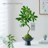 Oito Direções Trazem Riqueza Pé de Pato Madeira Bola de Musgo Planta Interior Sala de Estar Escritório Mesa Quatro Estações Sempre Verde Fácil de Cuidar Planta Verde