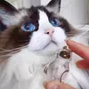 Colgante Transparente Lindo de Gato para Guardar Pelo, Juguete Cápsula de Almacenamiento, Llavero para Guardar Pelo de Gato, Colgante para Bolso, Recuerdo