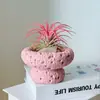 Plantas de Oficina Hidropónicas de Alta Calidad Plantas en Maceta Piña Negra Plantas Verdes de Escritorio Suculentas Adornos para Estación de Trabajo