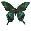 No al por mayor accesorios de fotografía especímenes de mariposa jardín de infantes alas extendidas estado insecto real mariposas mixtas enseñanza mariposas originales colección