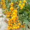 Plántulas de Tomate Cherry Cuatro Estaciones Tomates Grandes Tomates Pequeños Verduras en Maceta Semillas de Tomate Cherry Multitemporada Venta Caliente